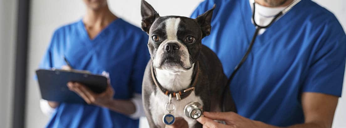 Perro de raza Boston Terrier en la consulta del veterinario.