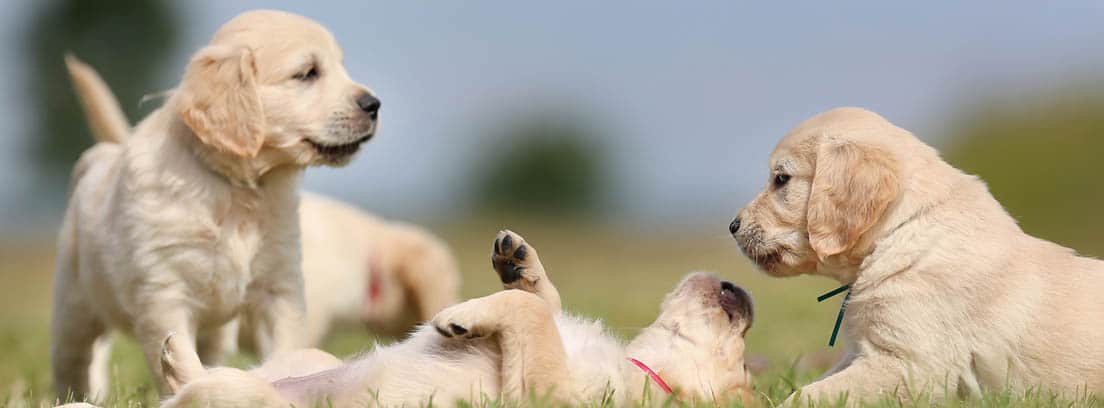Cachorros de Golden retriever color canela.