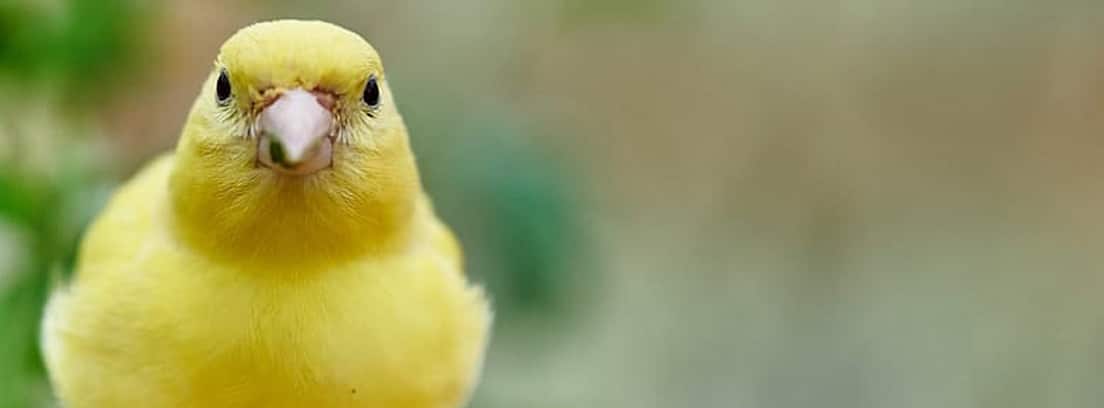 Incitar Telemacos Palacio Cómo es la cría de los canarios: trucos y consejos -canalHOGAR