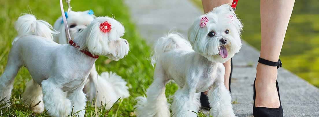 Tres perras de raza Bichón Maltés con horquillas en el pelo
