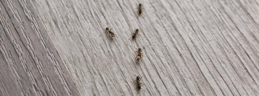 Hormigas en fila por un suelo de madera