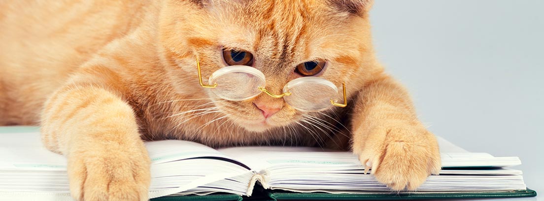 Gato atigrado con unas gafas de ver puestas, recostado sobre un libro.
