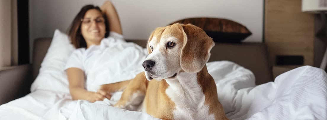 Perro de raza Beagle en la cama con su dueña.
