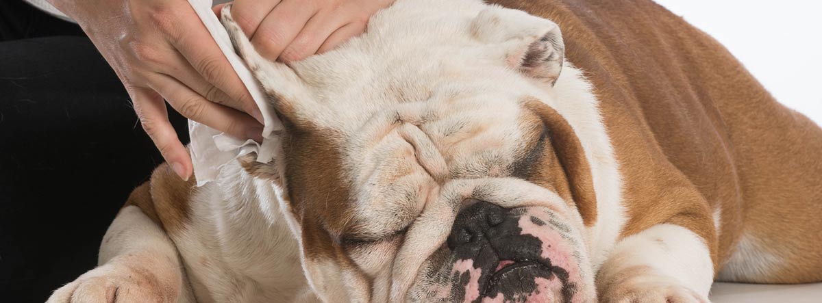 Perro de raza bullgog inglés tumbado mientras le limpian una de las orejas.