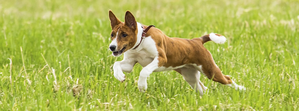 Perro de raza Basenji corriendo por el campo
