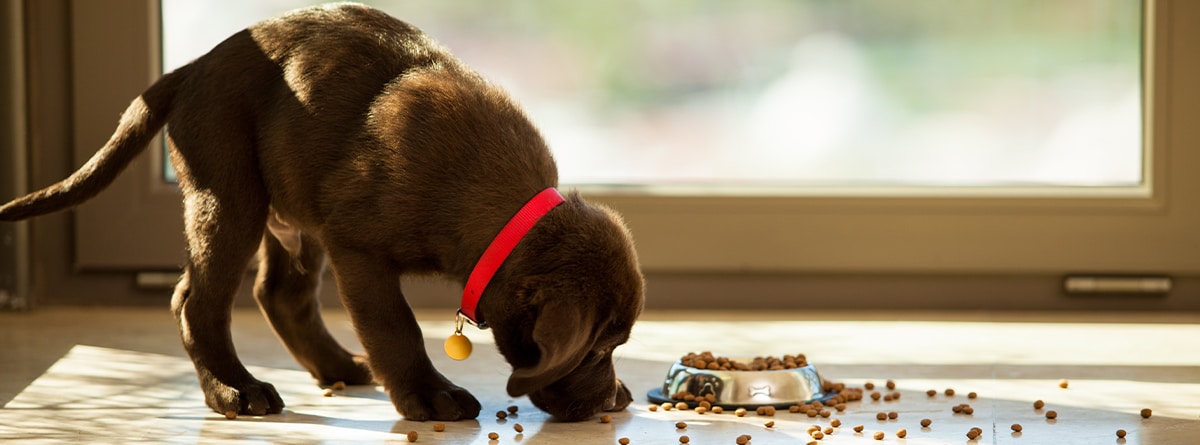 Cachorro de labrador color marrón comiendo pienso en el suelo.