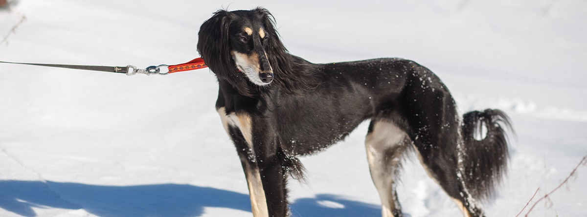 Perro de raza Saluki sobre la nieve