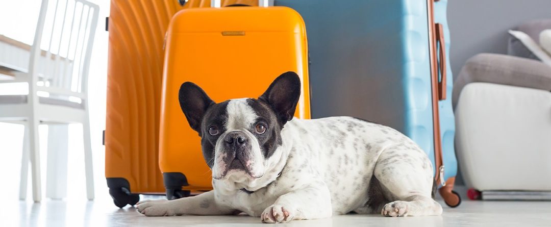 Requisitos para viajar por Europa con tu mascota