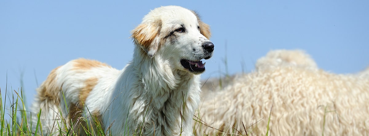 Perro de raza Kuvasz en el campo