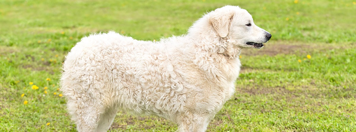 Perro de raza Kuvasz en el campo