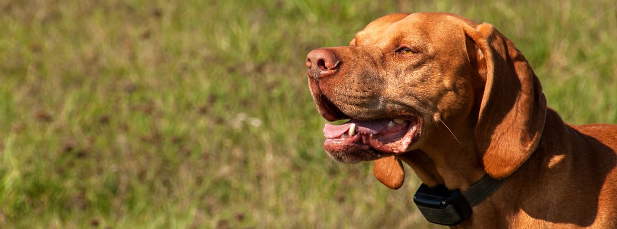 Perro de caza color marrón con un collar antiladridos puesto