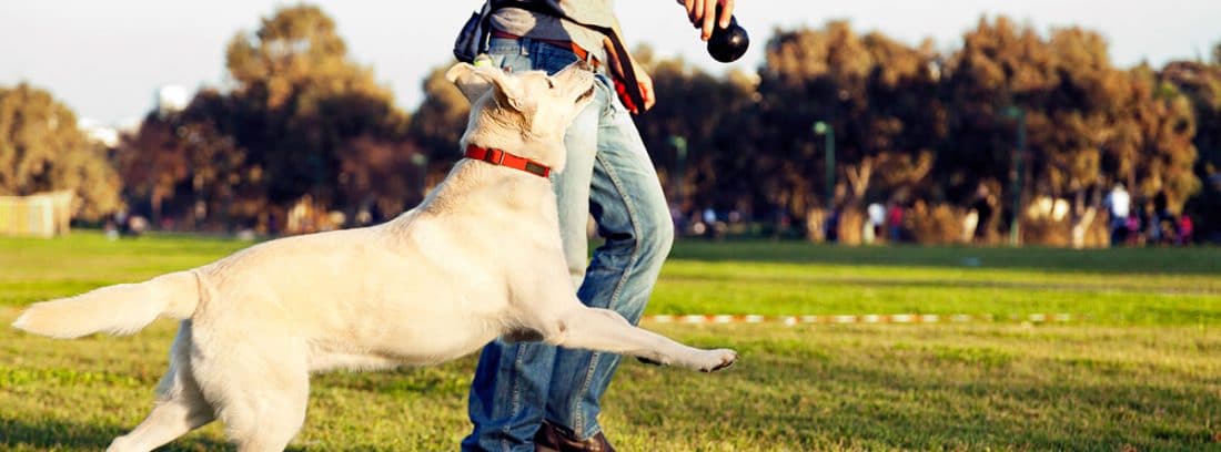 Diferencias entre etólogo y adiestrador canino -canalHOGAR - Explicacion Final El Poder Del Perro