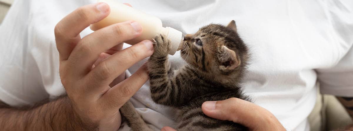 Un gatito recién nacido atigrado toma el biberón.