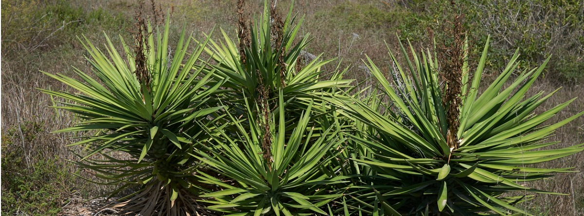 yucca aloifolia