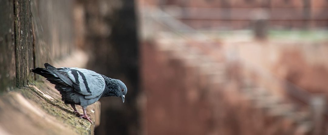 Cómo ahuyentar y eliminar palomas