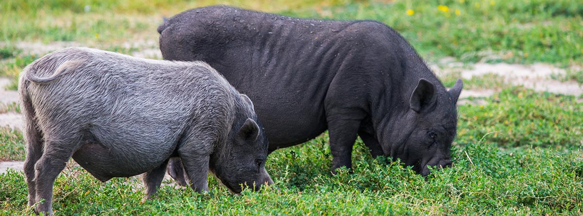 2 cerdos vietnamitas en el campo
