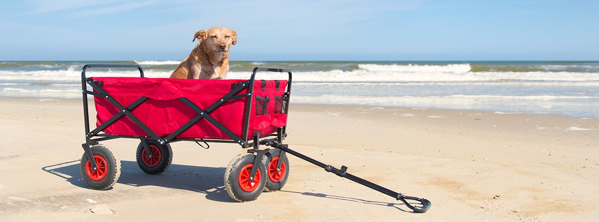 Perro grande en un remolque rojo por la playa