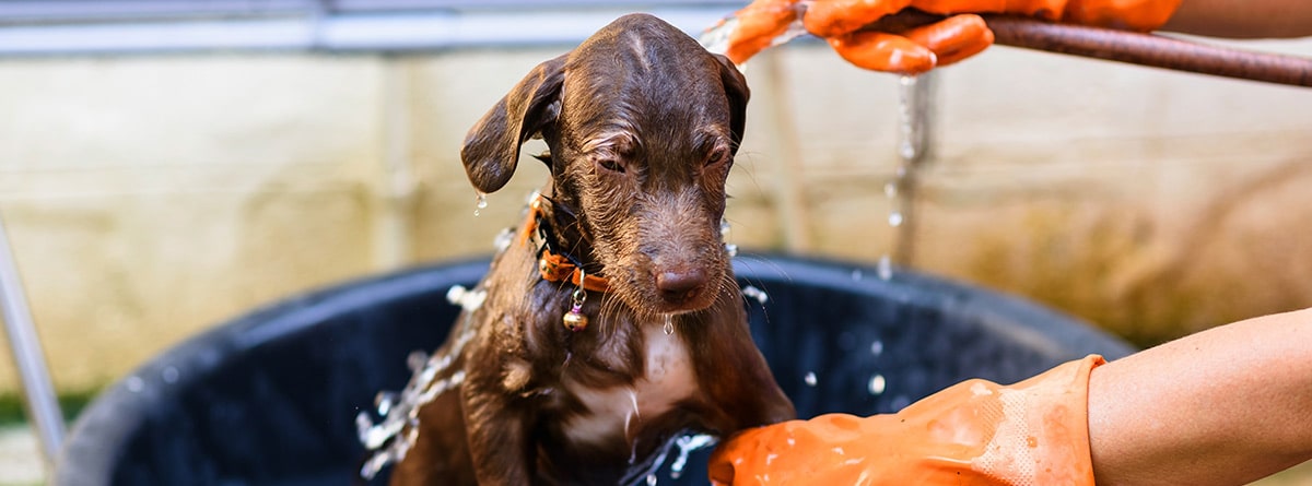 cachorro en un barreño mientras le dan su primer baño