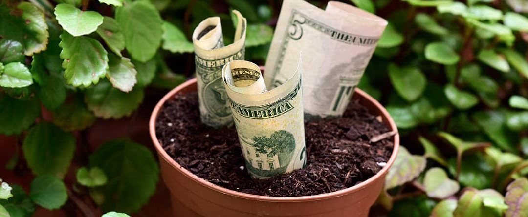 Planta del dinero ¿Cuáles son sus características y cuidados?