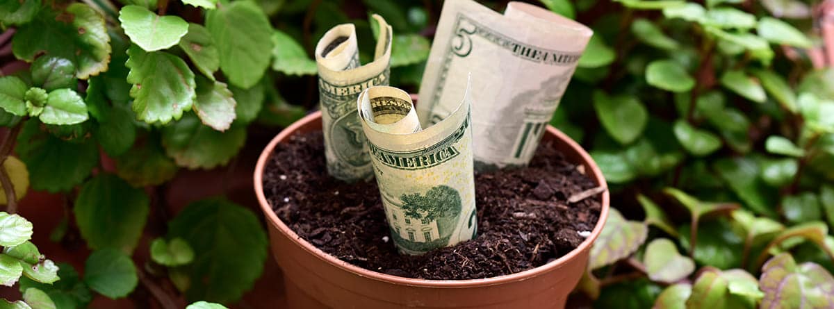 Planta del dinero: características y cuidados –canalHOGAR
