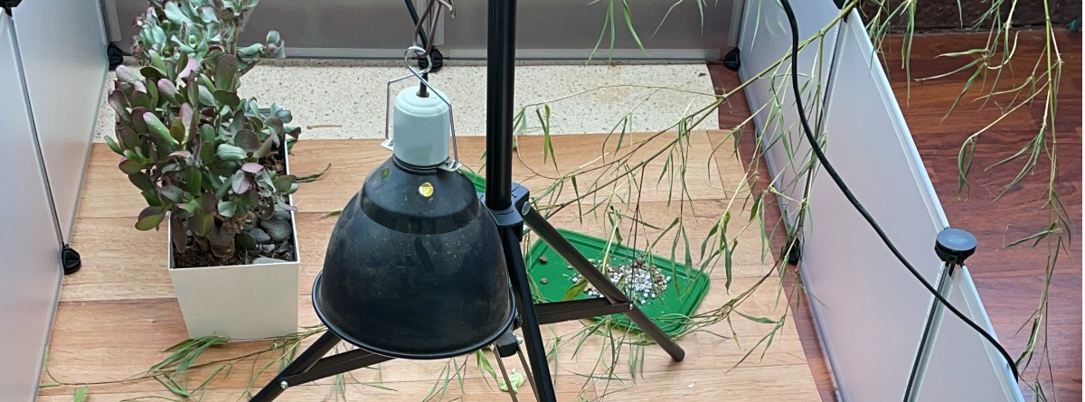 lámpara con radiación UVB en un terrario de tortugas