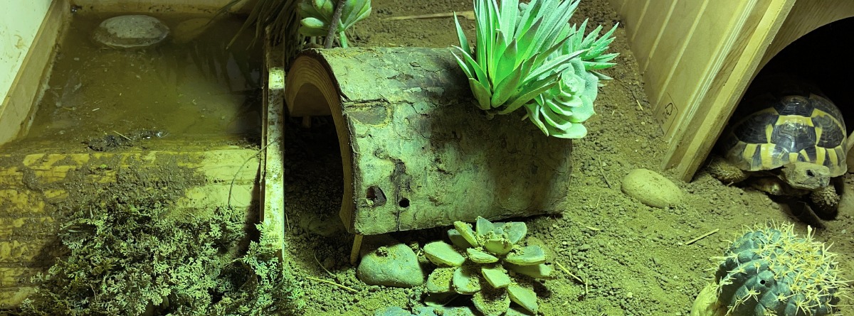 terrario de tortuga con plantas, arena, tronco y zona de juego