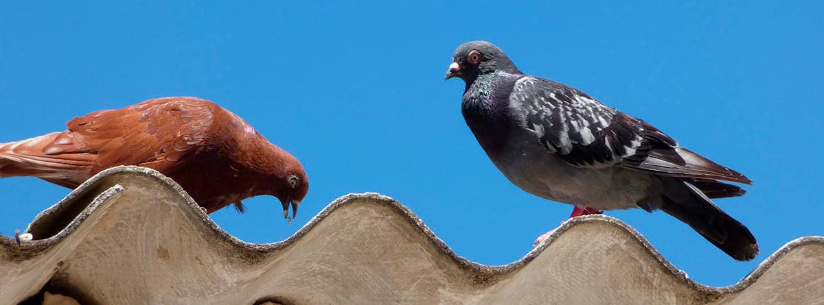 Dos palomas sobre unas tejas que contiene amianto