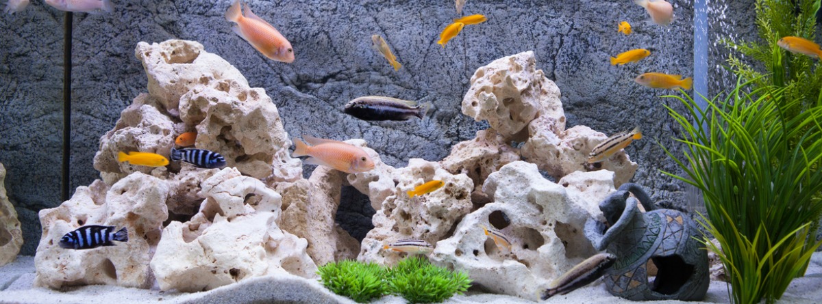 Rocas decorativas en un acuario con peces