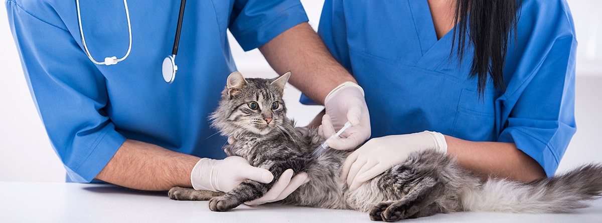 un gato en el veterinario mientras le pinchan