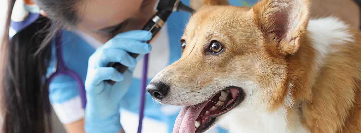 veterinario examinando los oídos de un perro
