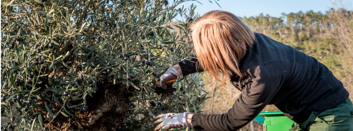 mujer podando un olivo