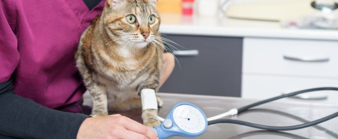 Hipertensión en gatos, ¿cómo puede afectarles?