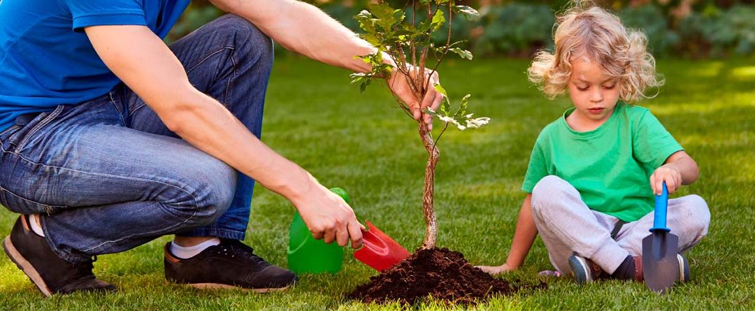 Árboles de raíz no invasiva para plantar en tu jardín