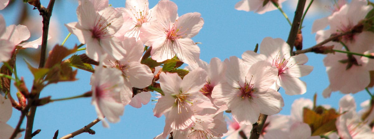 Flor del Prunus incisa