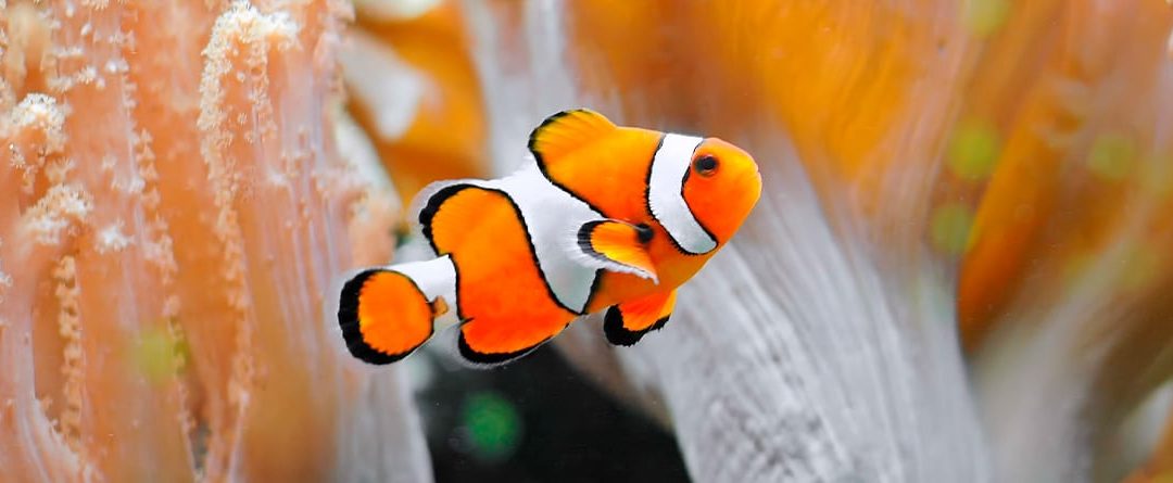 El pez payaso, el habitante más famoso de los arrecifes de coral