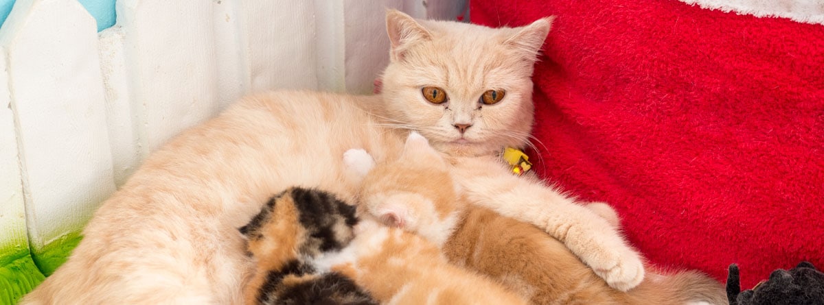 gatitos mamando de su madre