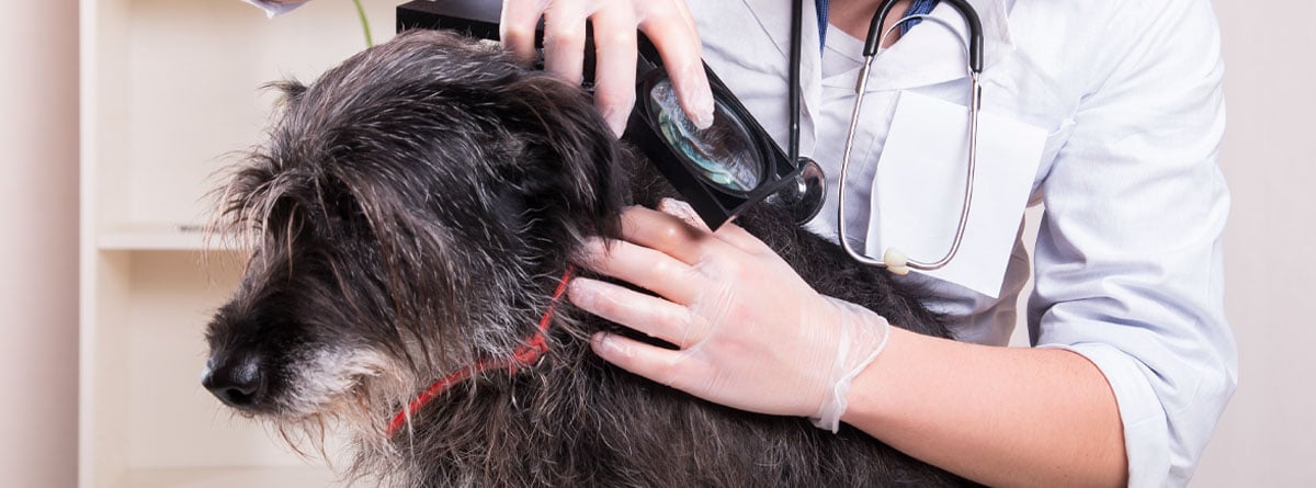 Veterinaria examinando a un perro