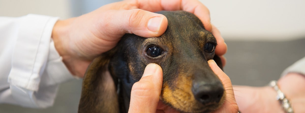 veterinario examinando a un perro