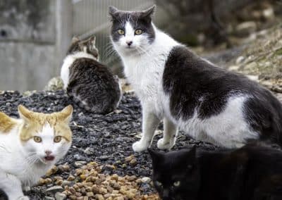 conjunto de 2 gatos callejeros