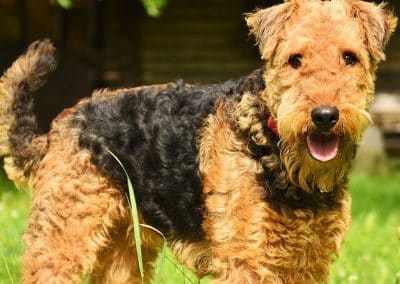 perro airedale terrier