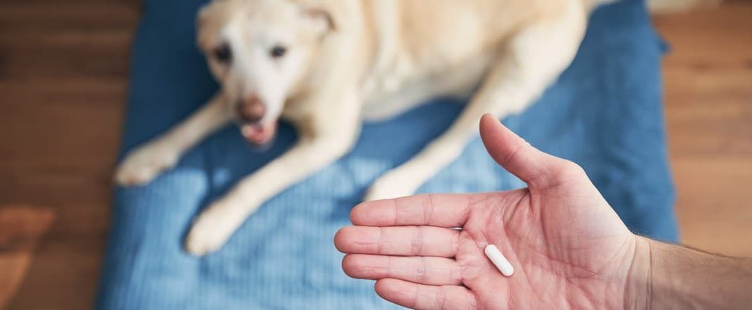 Probióticos para perros: Qué son, beneficios y tipos