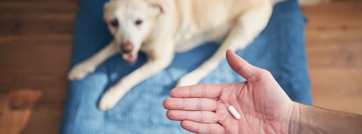 persona dando una pastilla probiótica a un perro