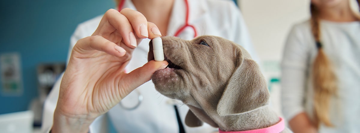 veterinaria dando un probiótico a un cachorro