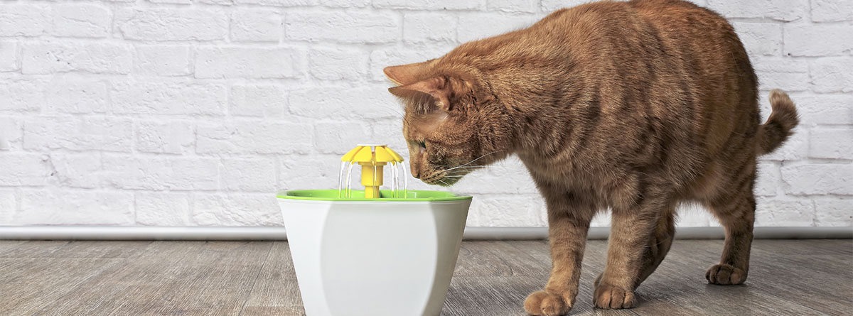 gato con una fuente de agua