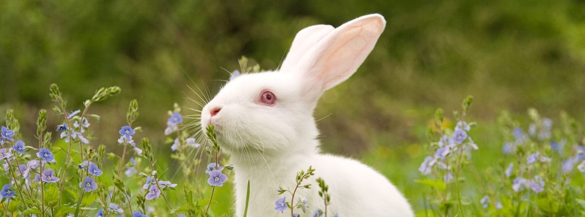 conejo blanco con ojos rojos