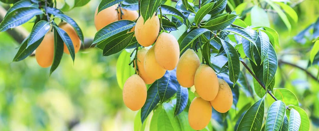 Cómo plantar un mango