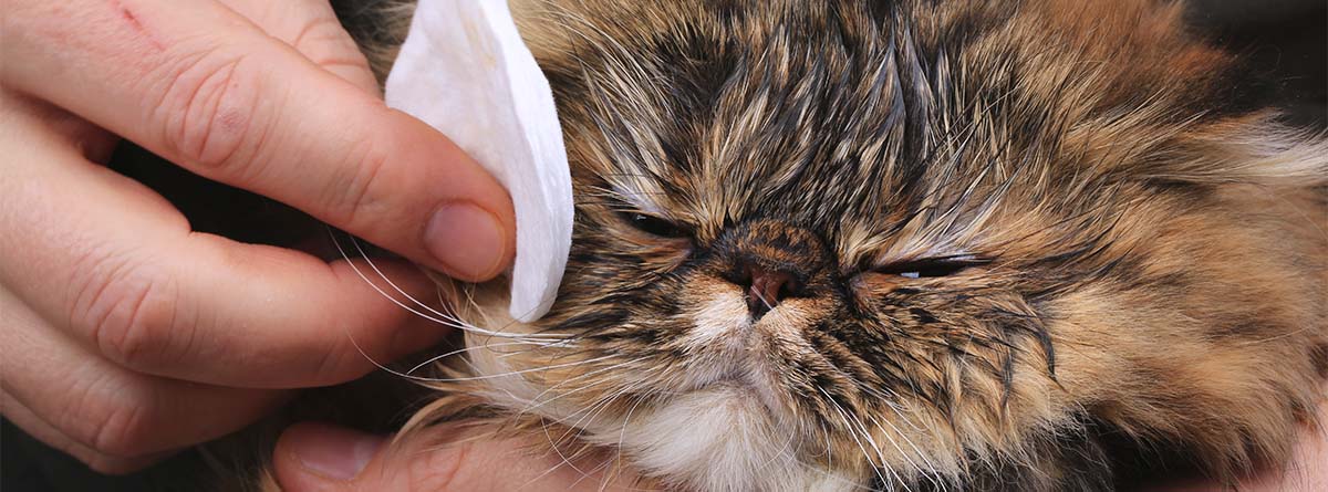 Veterinaria revisando los ojos de un gato.