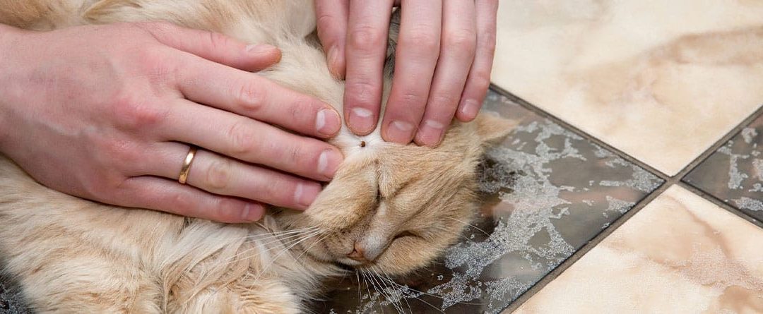 Garrapatas en gatos: cómo quitarlas y prevenirlas