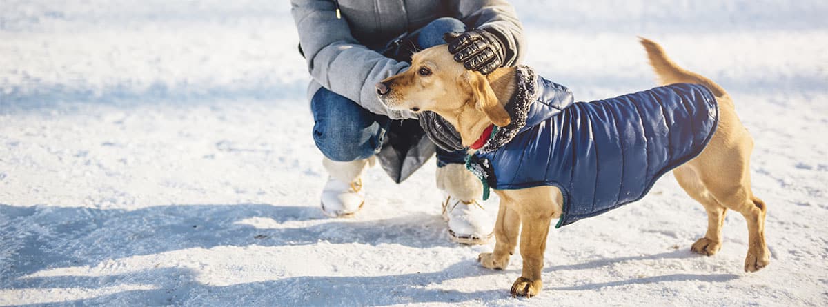perro en la nieve con abrigo puesto