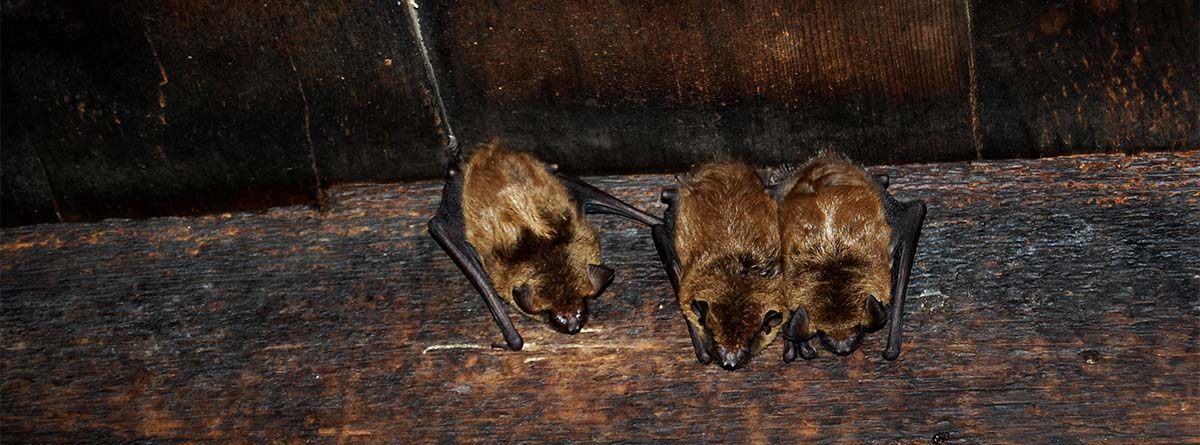 Grupo de murciélagos anidados en un interior